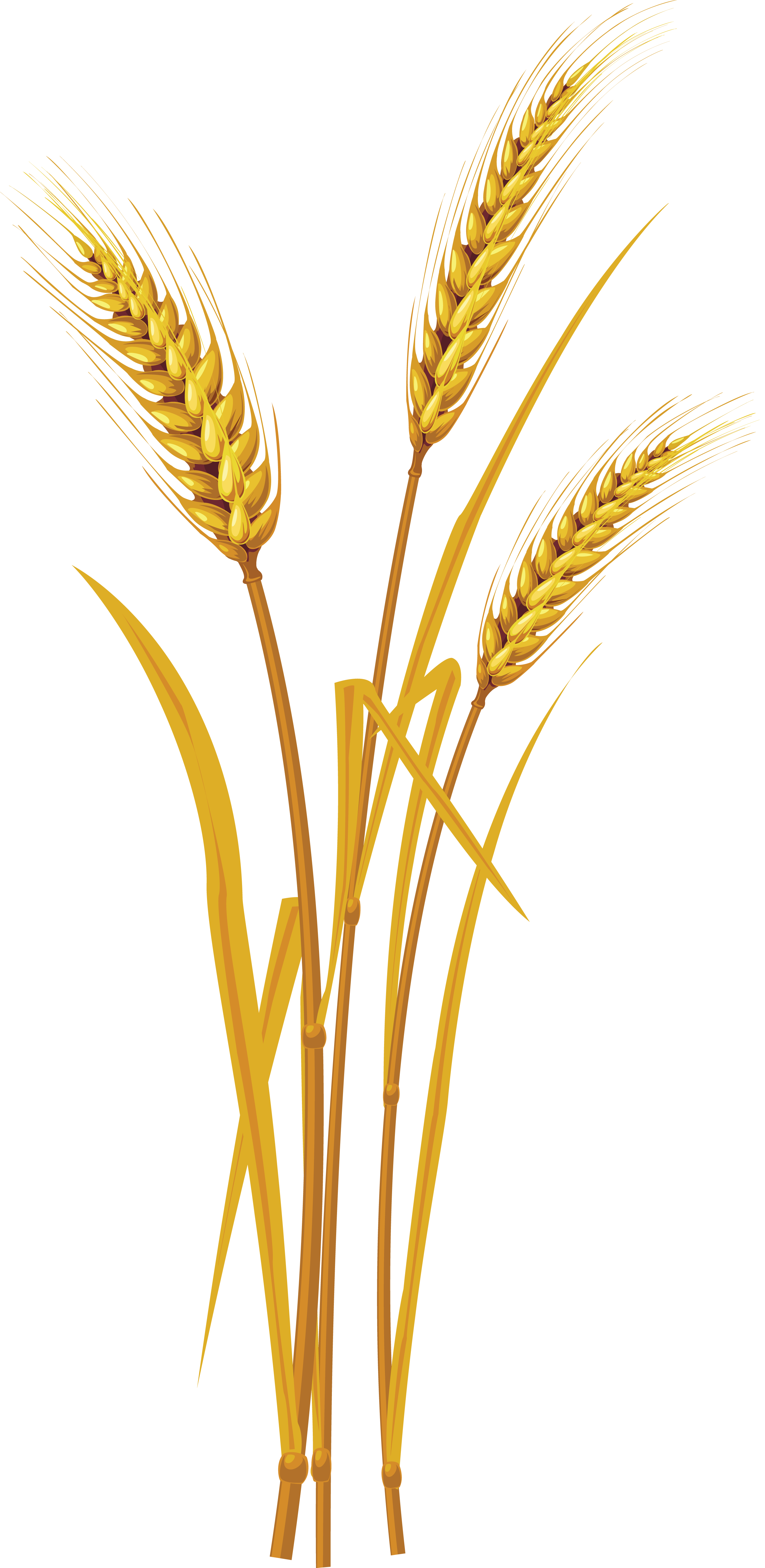 to background png transparent how make Wheat PNG