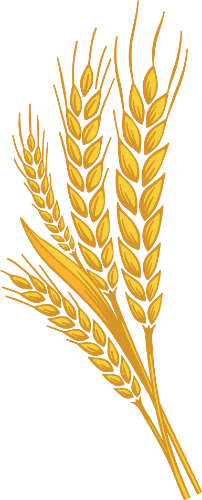 Wheat Png Transparent Image Download Size 770x1902px