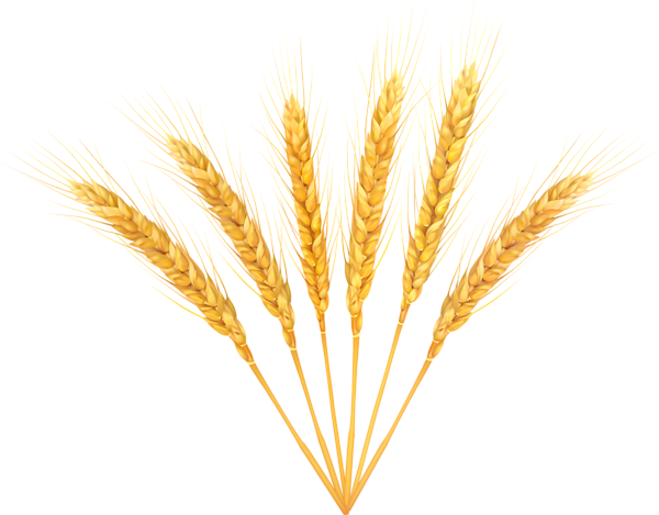 Wheat PNG images Download