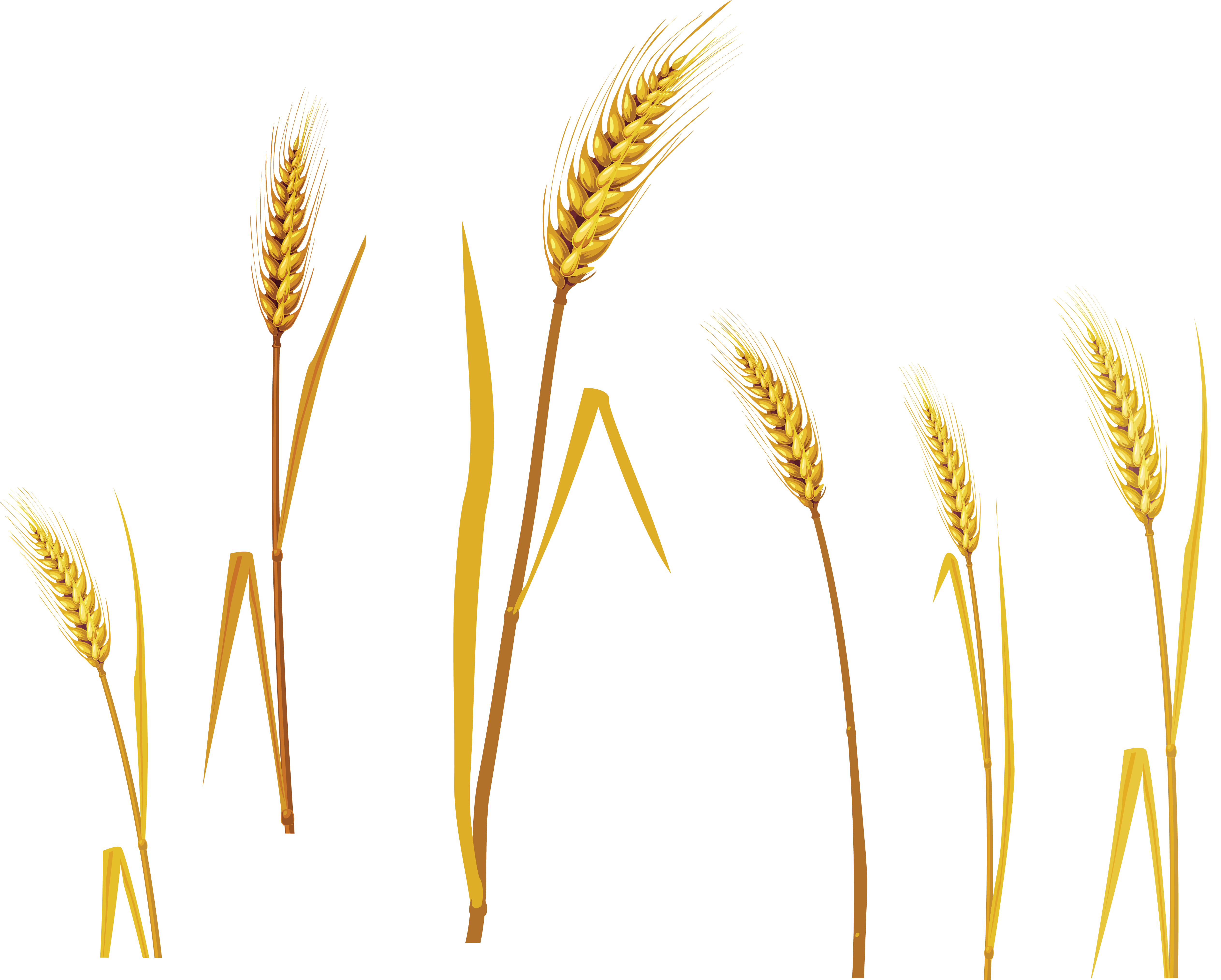 Wheat Png Transparent Image Download Size 5051x4053px