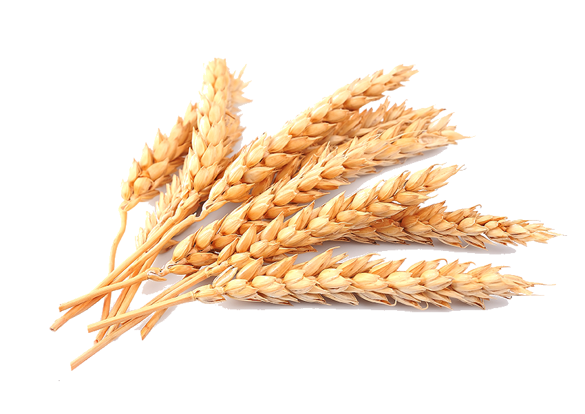 Wheat