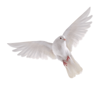 white dove pigeon PNG