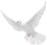 white dove pigeon PNG