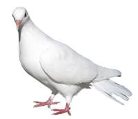 Paloma blanca PNG
