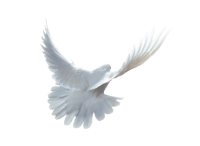 white dove pigeon PNG image