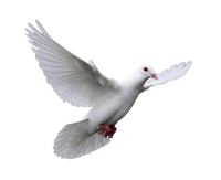 white dove pigeon PNG picture