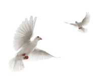 white doves PNG