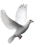 white pigeon PNG