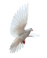 белый голубь, голубка PNG