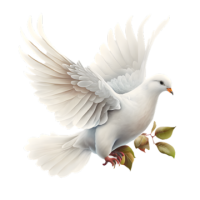 white dove image PNG