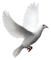 white dove fly PNG