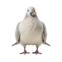 белый голубь, голубка PNG