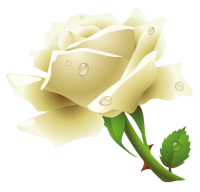 Белая роза цветок PNG фото
