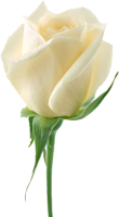 Белая роза цветок PNG фото