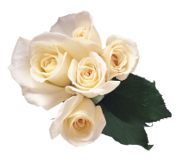 Белые розы PNG фото