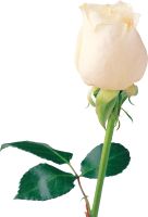 Белая роза PNG фото