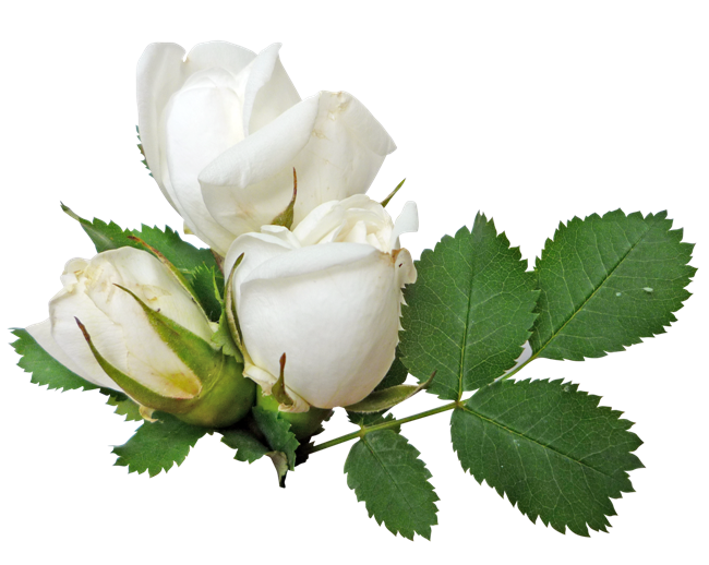 Png flora - Page 9 White_roses_PNG2781