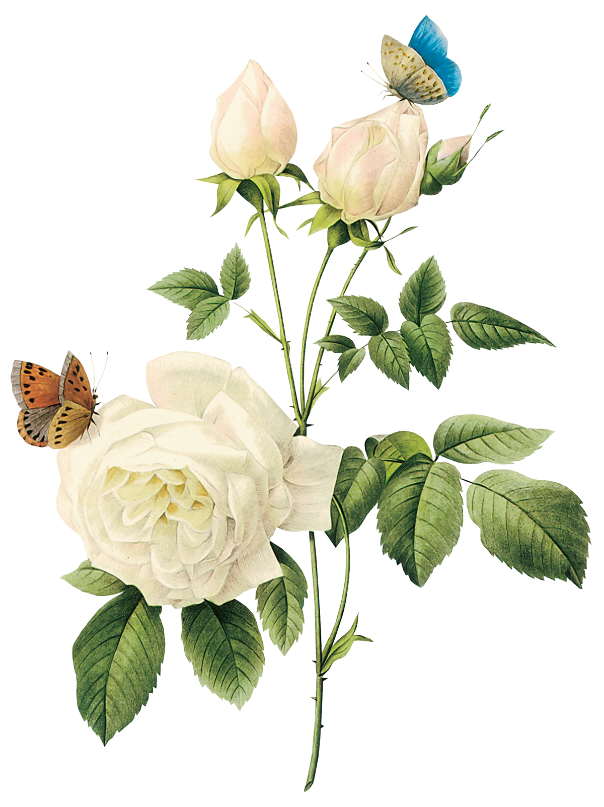 White roses PNG images, free download flower pixtures
