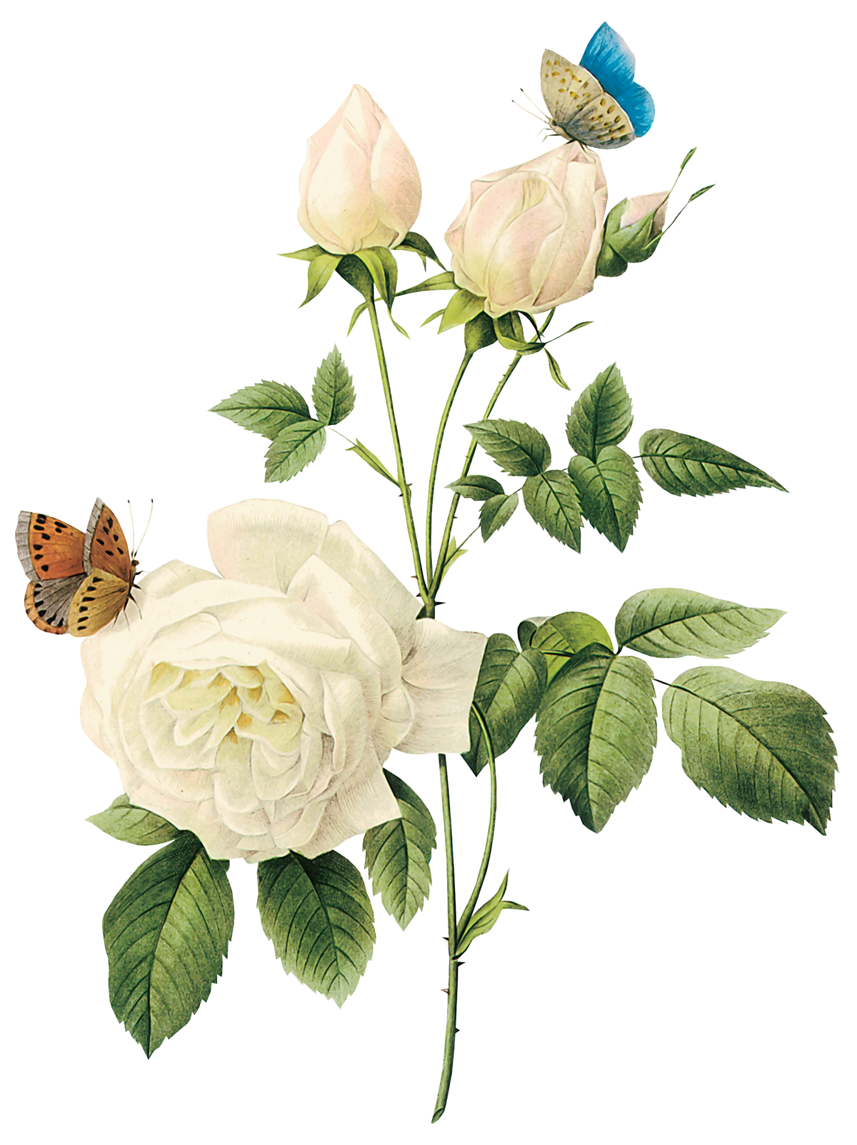 Rosas blancas PNG