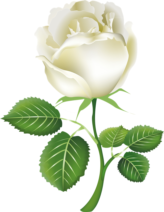 Rosas blancas PNG