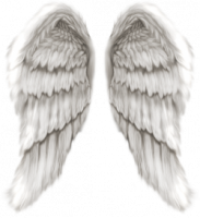 White angel wings PNG