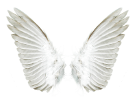 White angel wings PNG