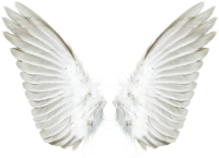 White wings PNG