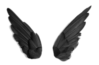 Black wings PNG