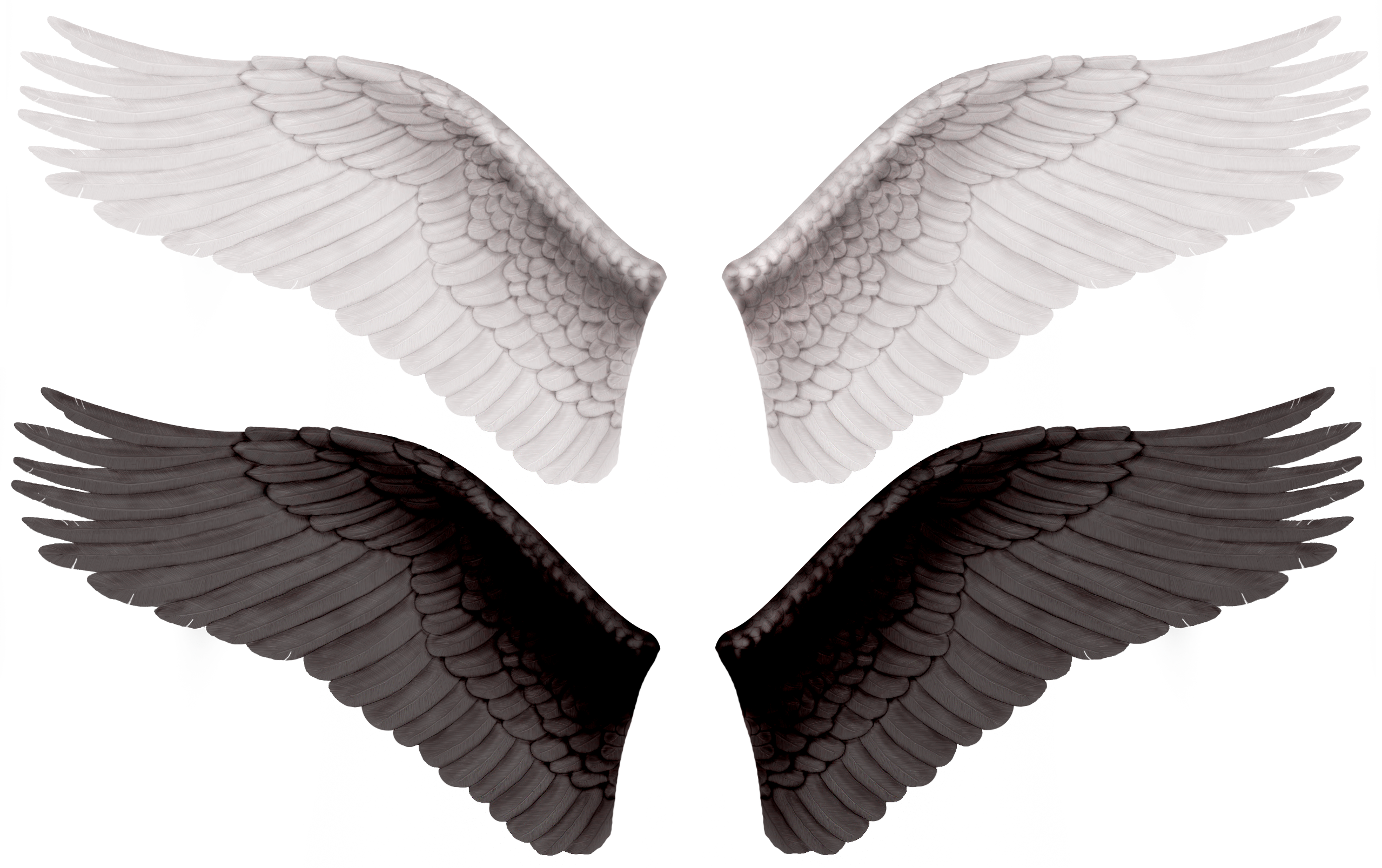 Четвертые крылья. Крылья. Ангельские Крылья. Черные Крылья. Крылья на белом фоне.