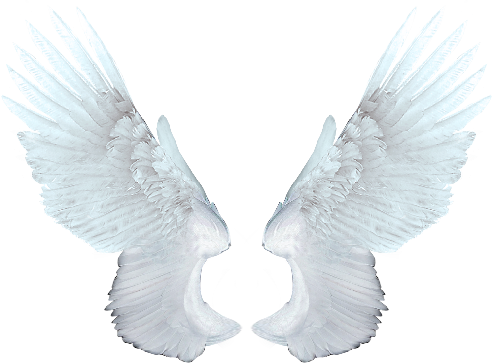 White Angel Wings Png Transparent Image Download Size 1000x736px