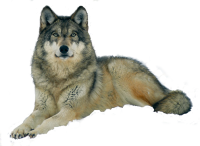 Wolf PNG
