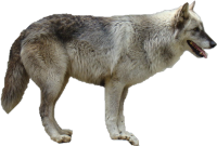 Волк PNG фото