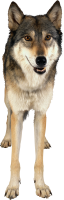 Wolf PNG image