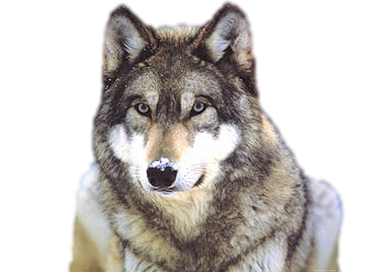 Wolf PNG