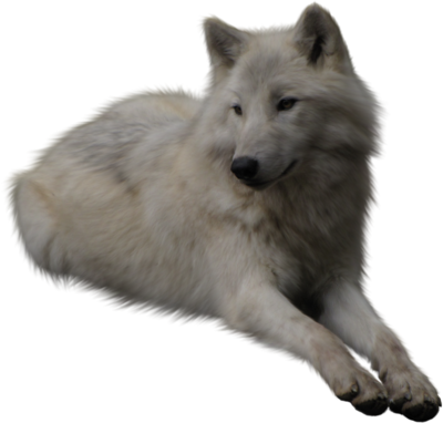 Wolf PNG
