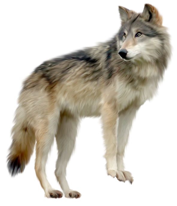 Foto do png do lobo