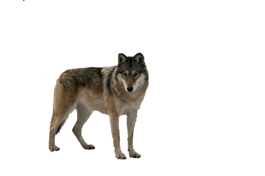 Lobo PNG