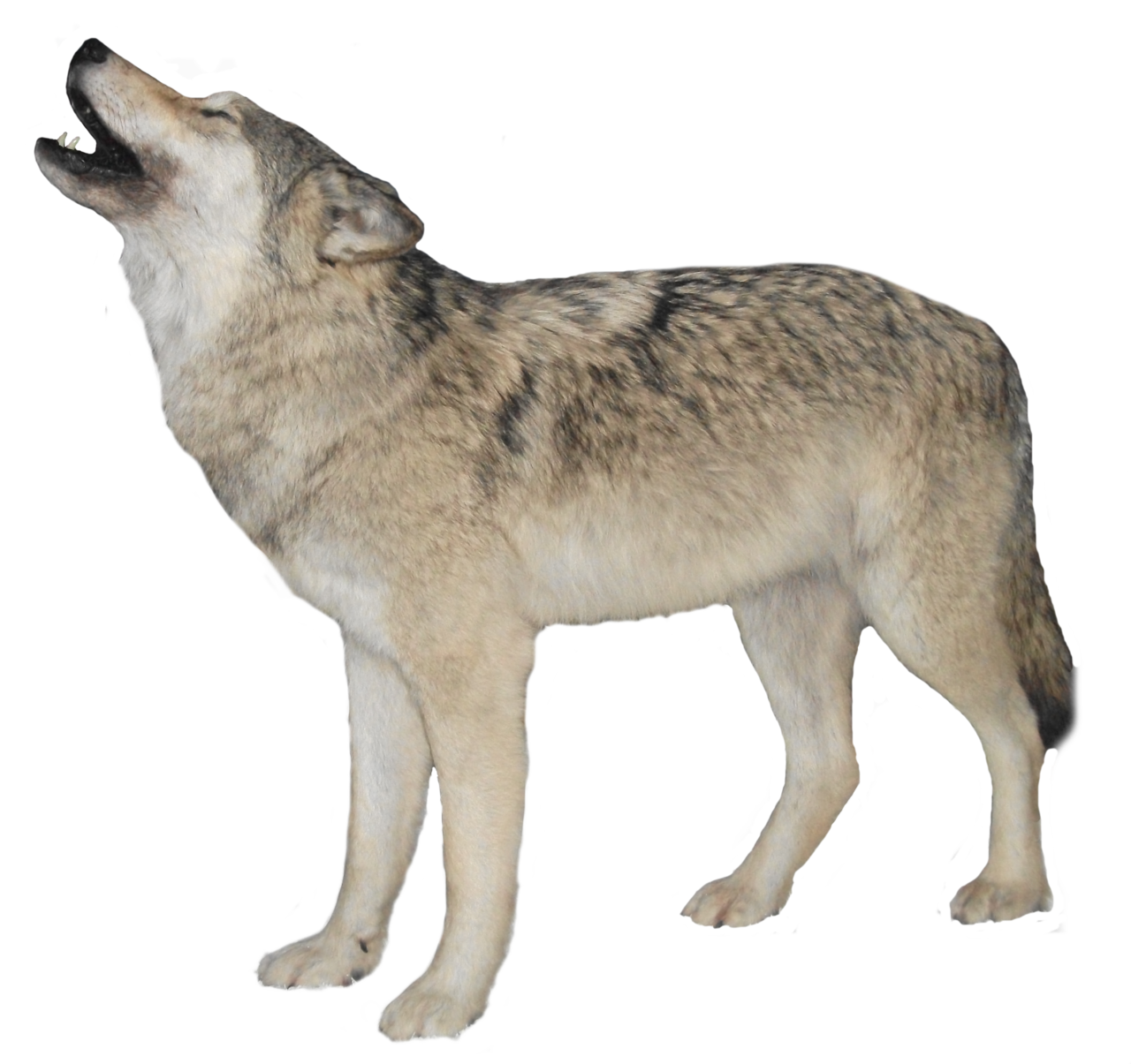 black wolf png image, picture, download