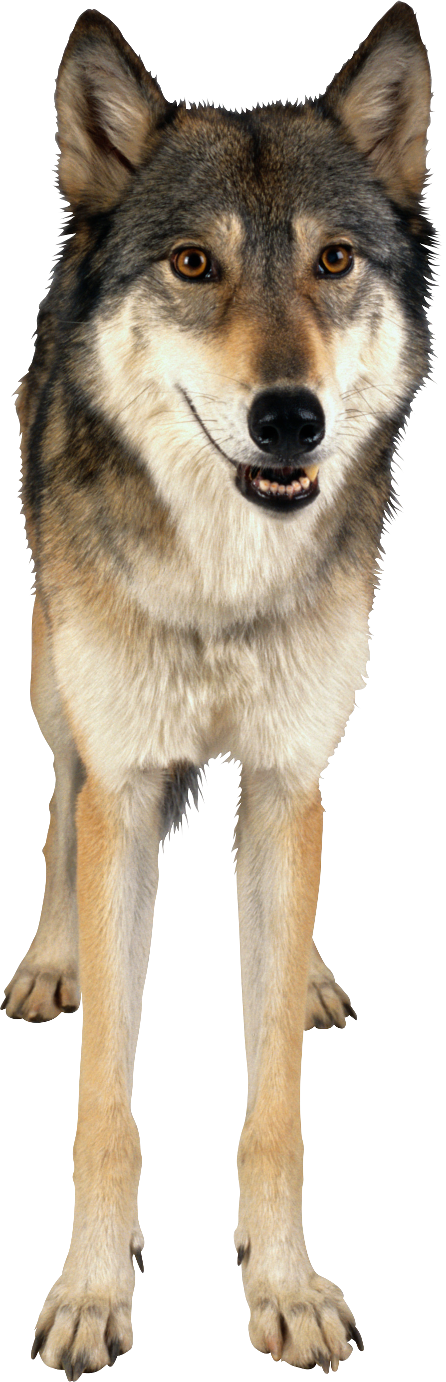 Wolf PNG image