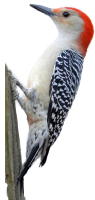 Pájaro carpintero PNG