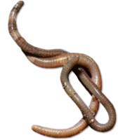 червяк, червь PNG