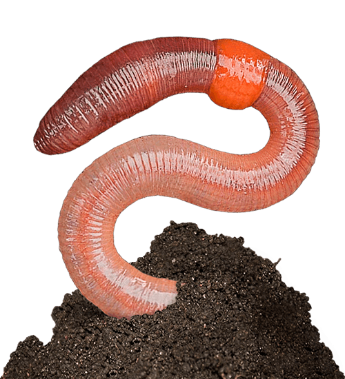 earthworm worm PNG