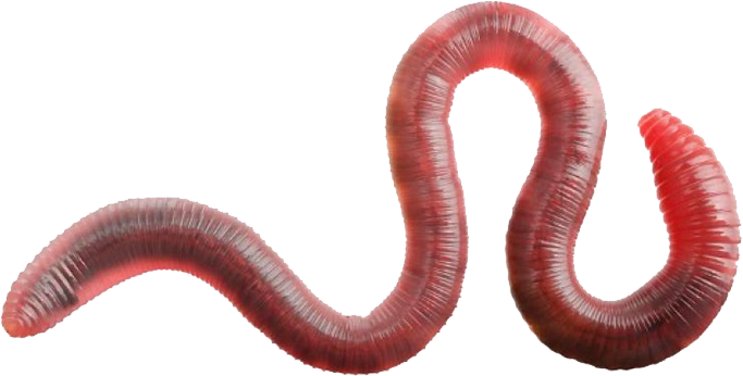 earthworm worm PNG