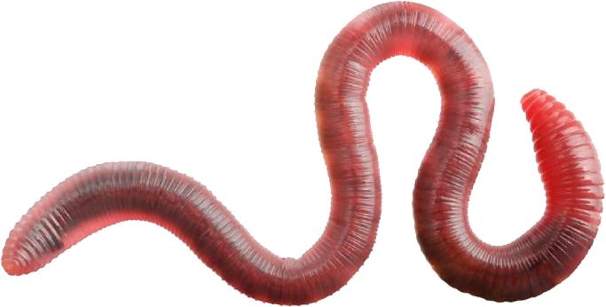 Worms