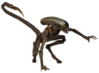 Xenomorph PNG