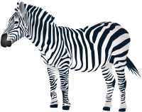 Zebra PNG image