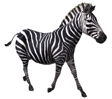 Zebra PNG images Download